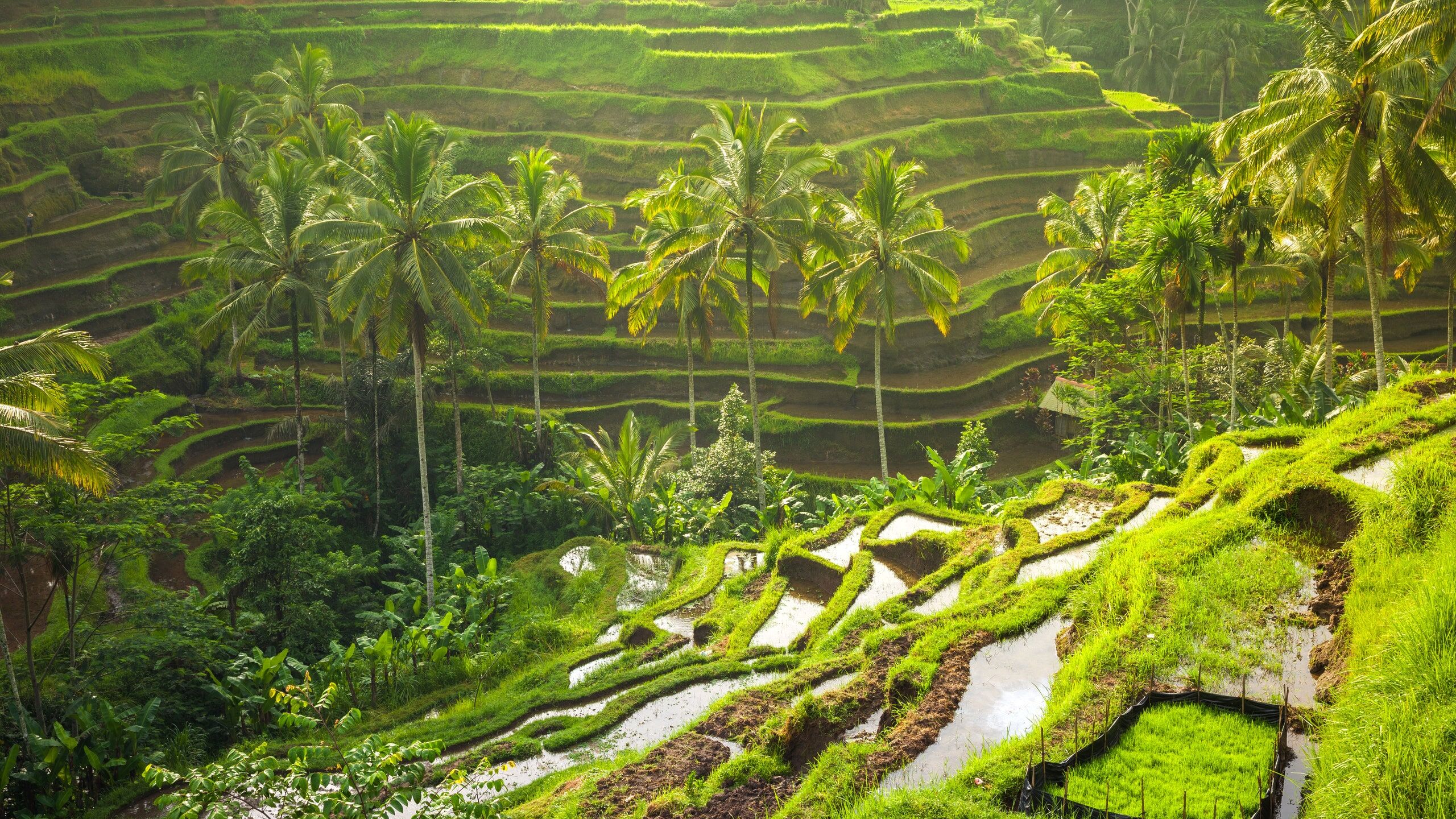 Immerse in Bali’s lush green heritage